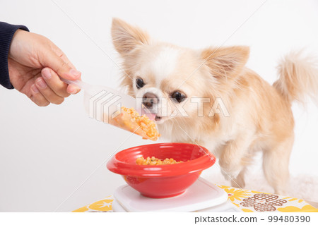 A cream-colored Chihuahua trying to steal food while weighing homemade rice A cream-colored Chihuahua trying to steal food while weighing homemade rice 99480390