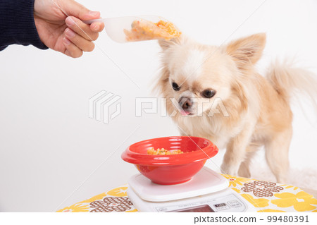 A cream-colored Chihuahua trying to steal food while weighing homemade rice A cream-colored Chihuahua trying to steal food while weighing homemade rice 99480391