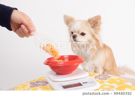 Cream-colored long Chihuahua sitting and waiting beside weighing homemade rice Cream-colored long Chihuahua sitting and waiting beside weighing homemade rice 99480392