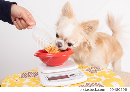 A cream-colored Chihuahua trying to steal food while weighing homemade rice A cream-colored Chihuahua trying to steal food while weighing homemade rice 99480396