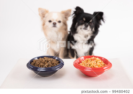 Two chihuahuas sharing dry food and homemade rice 99480402