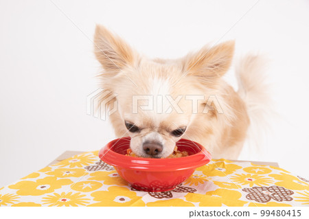 A cream-colored chihuahua eating homemade rice deliciously A cream-colored chihuahua eating homemade rice deliciously 99480415