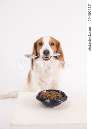 Kooikerhondje trying to eat rice with a spoon in front of the table Kooikerhondje trying to eat rice with a spoon in front of the table 99480417