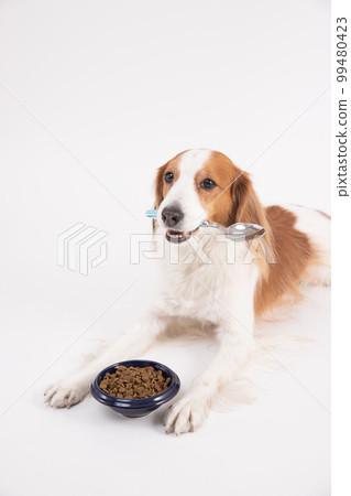 Kooikerhondje 試圖用勺子吃乾糧 99480423