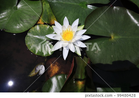 Beautiful white water lilies seen from directly above Beautiful white water lilies seen from directly above 99480428