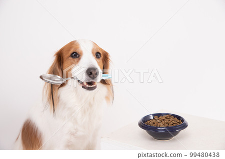 Kooikerhondje 試圖在桌子前用勺子吃米飯 99480438