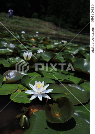 水面上綻放的白睡蓮花 水面上綻放的白睡蓮花 99480439
