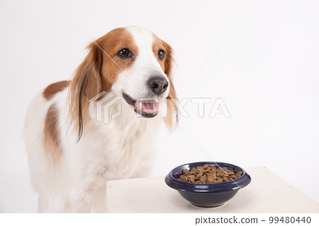 Kooikerhondye with rice in front of you makes you smile 99480440