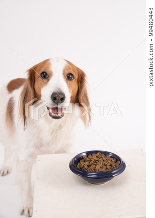 Kooikerhondye with rice in front of you makes you smile 99480443