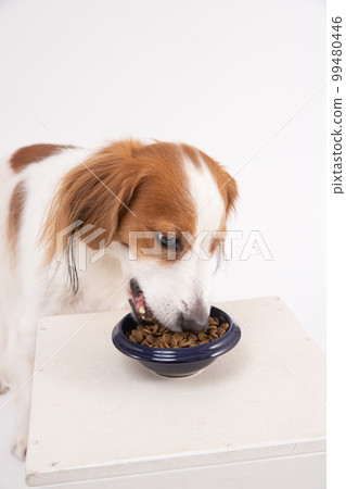 Kooikerhondje who is absorbed in eating rice 99480446
