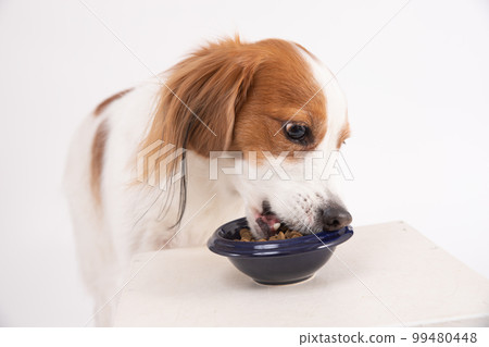 Kooikerhondje who is absorbed in eating rice Kooikerhondje who is absorbed in eating rice 99480448