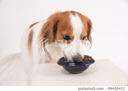 Kooikerhondje who is absorbed in eating rice 99480452