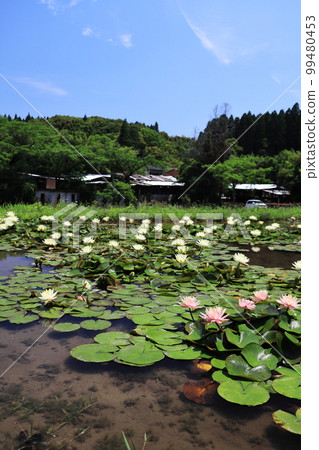 Beautiful water lilies blooming in early summer 99480453