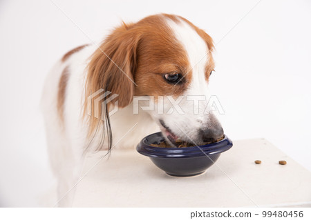 專心吃米飯的 Kooikerhondje 99480456