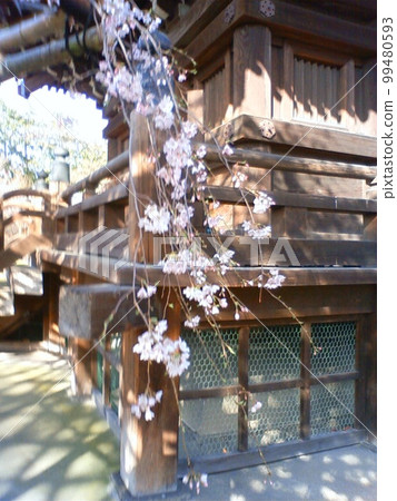 三層寶塔底部懸掛的垂枝櫻花 99480593