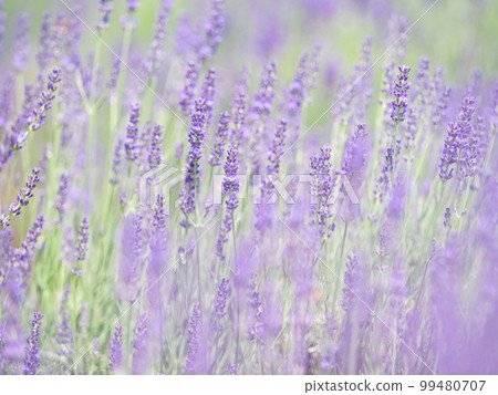 Lavender field in full bloom Lavender field in full bloom 99480707