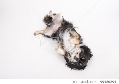 黑色棕褐色長大衣吉娃娃睡在地板上,肚子朝外放鬆 黑色棕褐色長大衣吉娃娃睡在地板上,肚子朝外放鬆 99480894