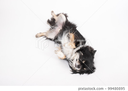 黑色棕褐色長大衣吉娃娃睡在地板上,肚子朝外放鬆 黑色棕褐色長大衣吉娃娃睡在地板上,肚子朝外放鬆 99480895