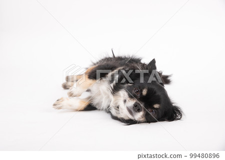 黑色棕褐色長大衣吉娃娃睡在地板上,肚子朝外放鬆 黑色棕褐色長大衣吉娃娃睡在地板上,肚子朝外放鬆 99480896