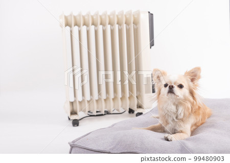 奶油吉娃娃在加熱器前的床上放鬆和閒逛 奶油吉娃娃在加熱器前的床上放鬆和閒逛 99480903