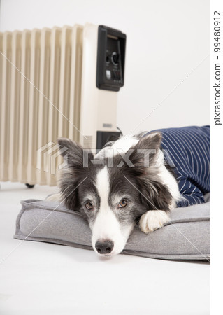 Border Collie in black and white clothes warming up on the bed against the heater 99480912