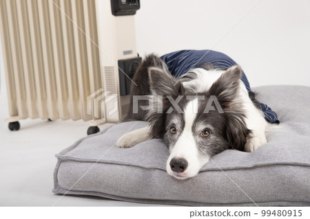 Border Collie in black and white clothes warming up on the bed against the heater 99480915