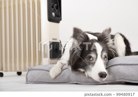 Border Collie in black and white clothes warming up on the bed against the heater Border Collie in black and white clothes warming up on the bed against the heater 99480917