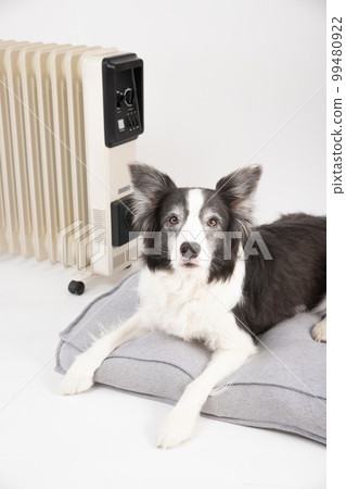 A black and white border collie warming up on the bed against the heater 99480922