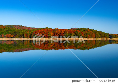 深秋的北廣島町飛尻湖的秋葉 99481646