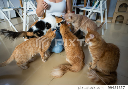 Caucasian woman with cats in a cat cafe. Caucasian woman with cats in a cat cafe. 99481857