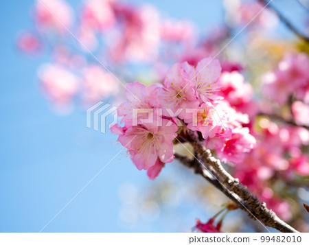 沖繩的猩紅色冷櫻桃樹 99482010