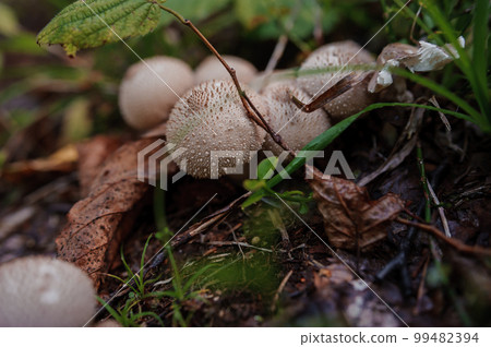 Prickly puffball mushroom grows in the forest. Lycoperdon marginatum 99482394