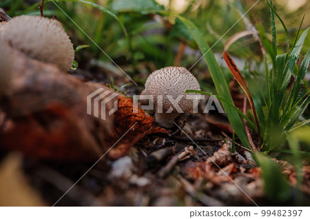 Prickly puffball mushroom grows in the forest. Lycoperdon marginatum 99482397