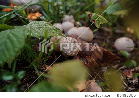 Prickly puffball mushroom grows in the forest. Lycoperdon marginatum 99482399