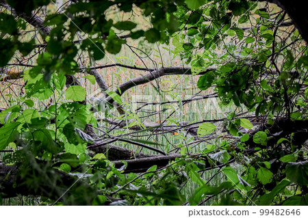Beautiful view of a rural landscape with green grass and fallen tree branches through green leafy tree branches framing the view 99482646