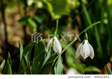 Snowdrops quietly blooming at your feet ~ Hamanako Garden Park Snowdrops quietly blooming at your feet ~ Hamanako Garden Park 99482683