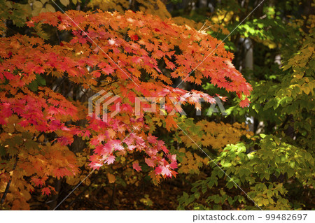 Moist foliage Moist foliage 99482697