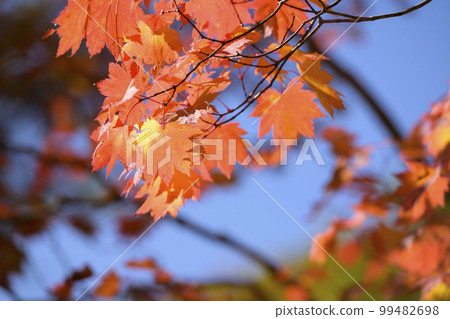 Looking up at the red autumn leaves 99482698