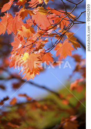Looking up at the red autumn leaves 99482699