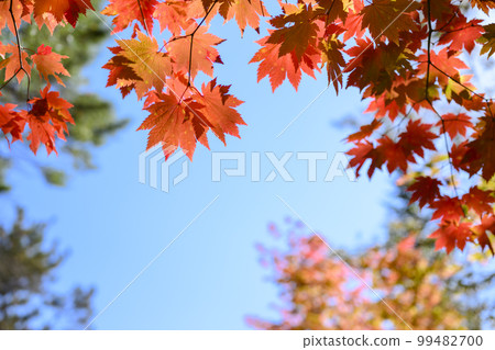 Autumn leaves and blue sky frame material Autumn leaves and blue sky frame material 99482700