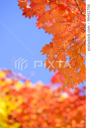 我抬頭看著秋葉（空袋） 99482706