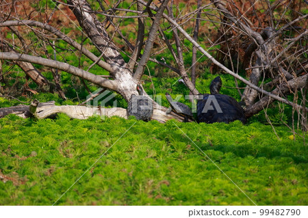 Turtle shellfish 99482790