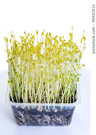 pea shoots grown in darkness for extra crispiness used in salad pea shoots grown in darkness for extra crispiness used in salad 99482813