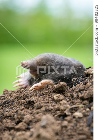 Mole, Talpa europaea, crawling out of brown molehill, green grass in background. Animal from garden. Mole, Talpa europaea, crawling out of brown molehill, green grass in background. Animal from garden. 99482825