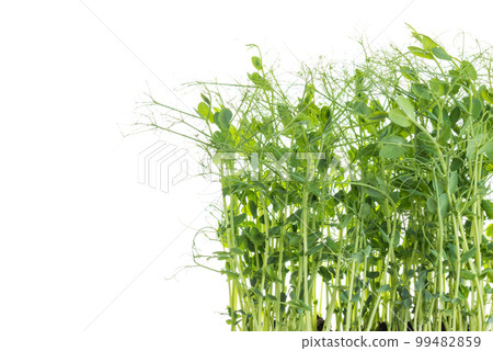 pea shoots with tendrils grown as micro greens ready to be harvested, isolated on white 99482859