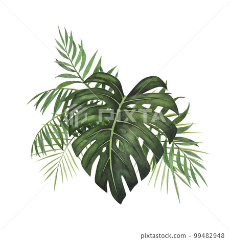 Composition Tropic leaf Monstera, palm watercolor isolated on white. Watercolor hand drawn botanical llustration 99482948