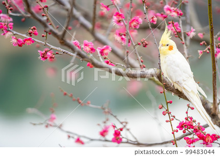 Chita City, Aichi Prefecture, A white cockatiel resting on a branch of red plum trees on the shore of Saburi Pond Chita City, Aichi Prefecture, A white cockatiel resting on a branch of red plum trees on the shore of Saburi Pond 99483044