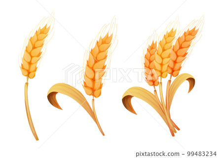 Wheat spikelet, grain on straw in cartoon style, detailed isolated on white background. Agriculture plant with seeds 99483234