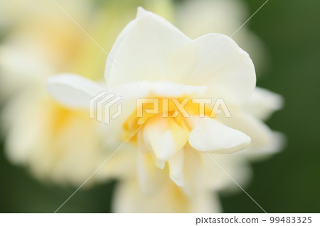 公園裡的水仙 99483325