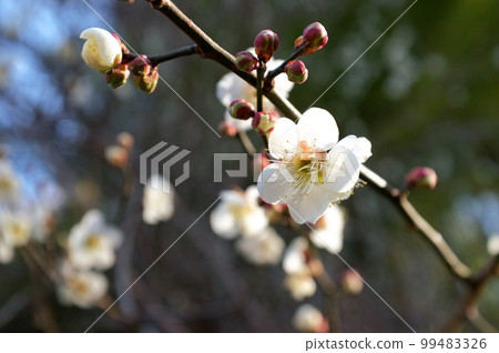 盛開的梅花 99483326